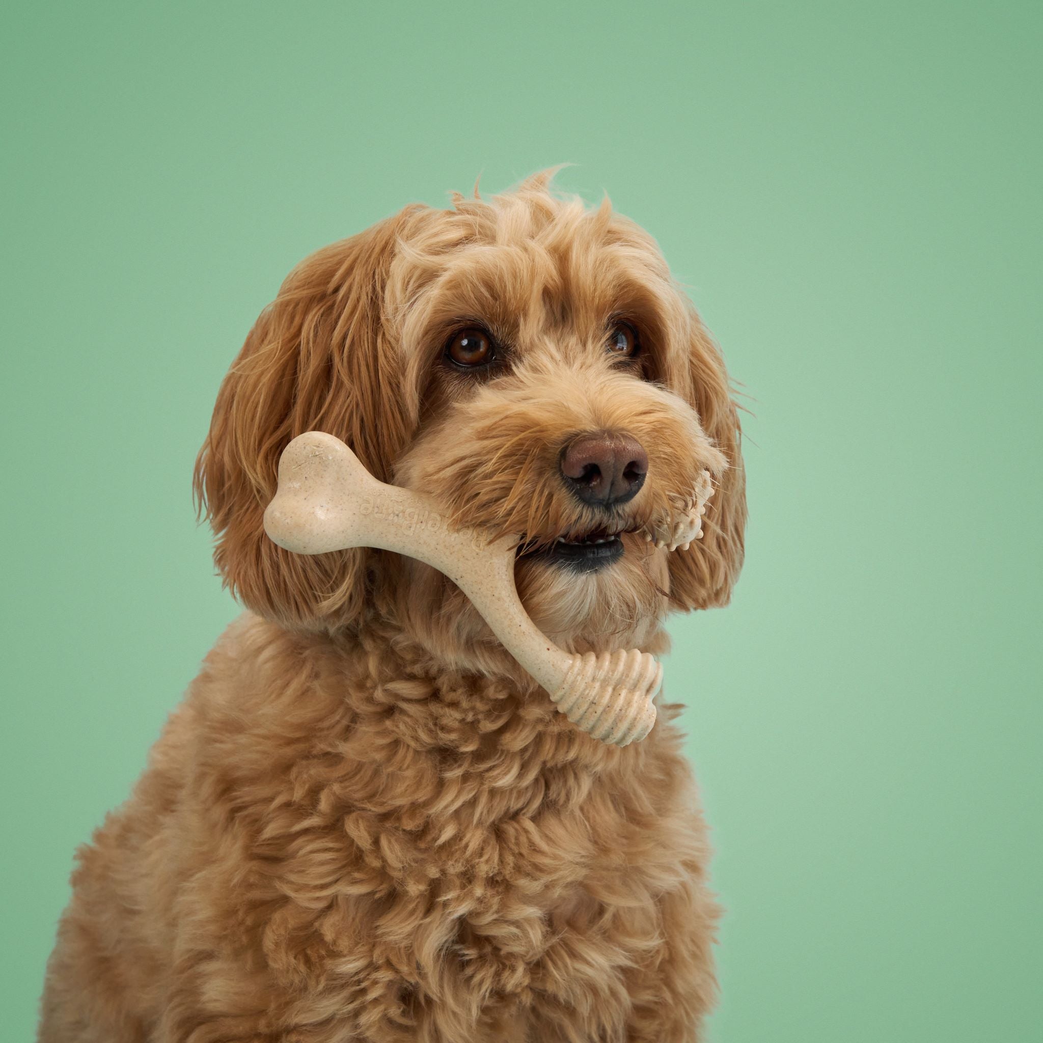 BetterBone MEDIUM Durability CHEW TOY: Perfect Chew for Everyday Chewers | Natural Ingredients, Eco-Friendly, Non-Toxic